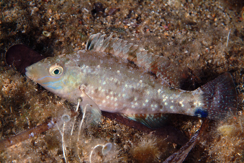 Symphodus cinereus (Tordo grigio)